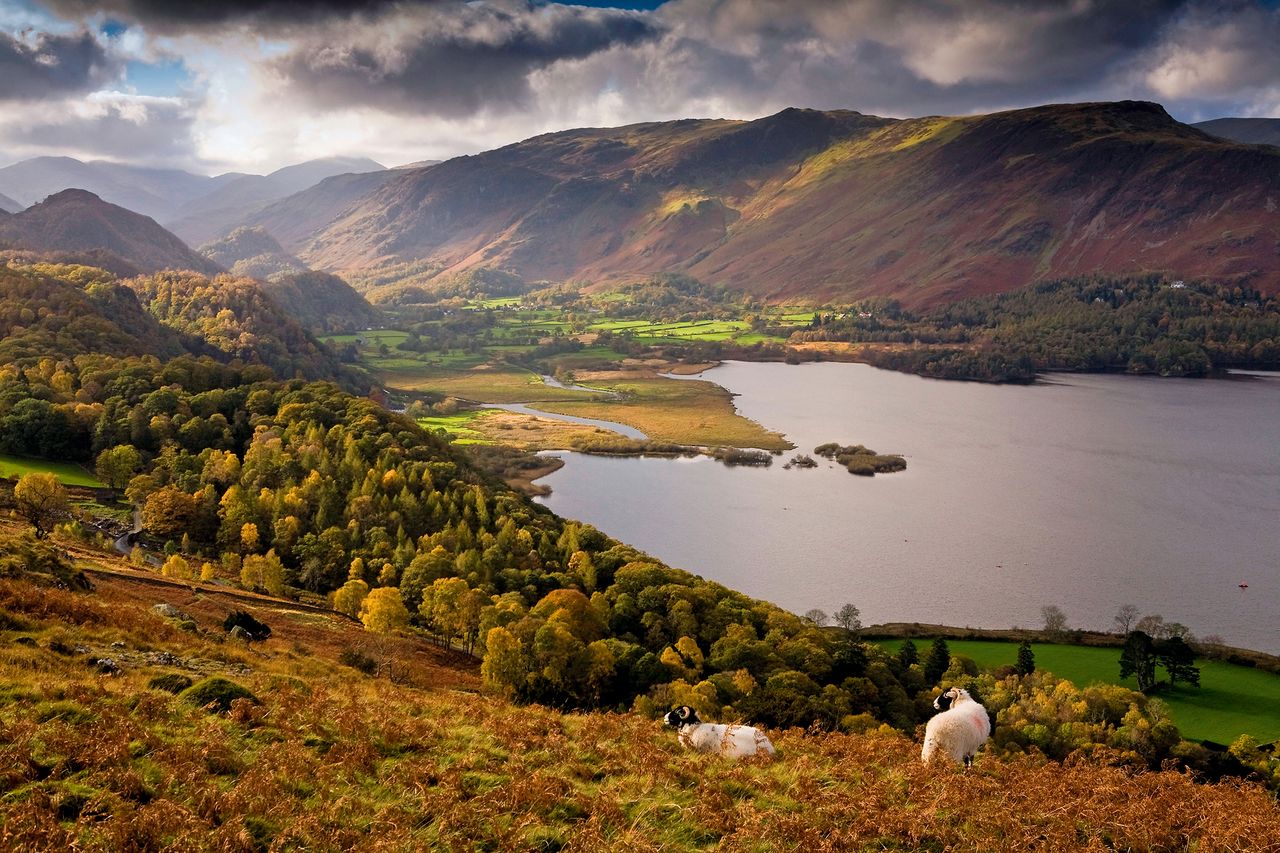 Farming and the environment are &#039;one and the same&#039;, and this view — of sheep overlooking Great Bay at Derwent Water, in the Lake District — seems a perfect distillation of that.