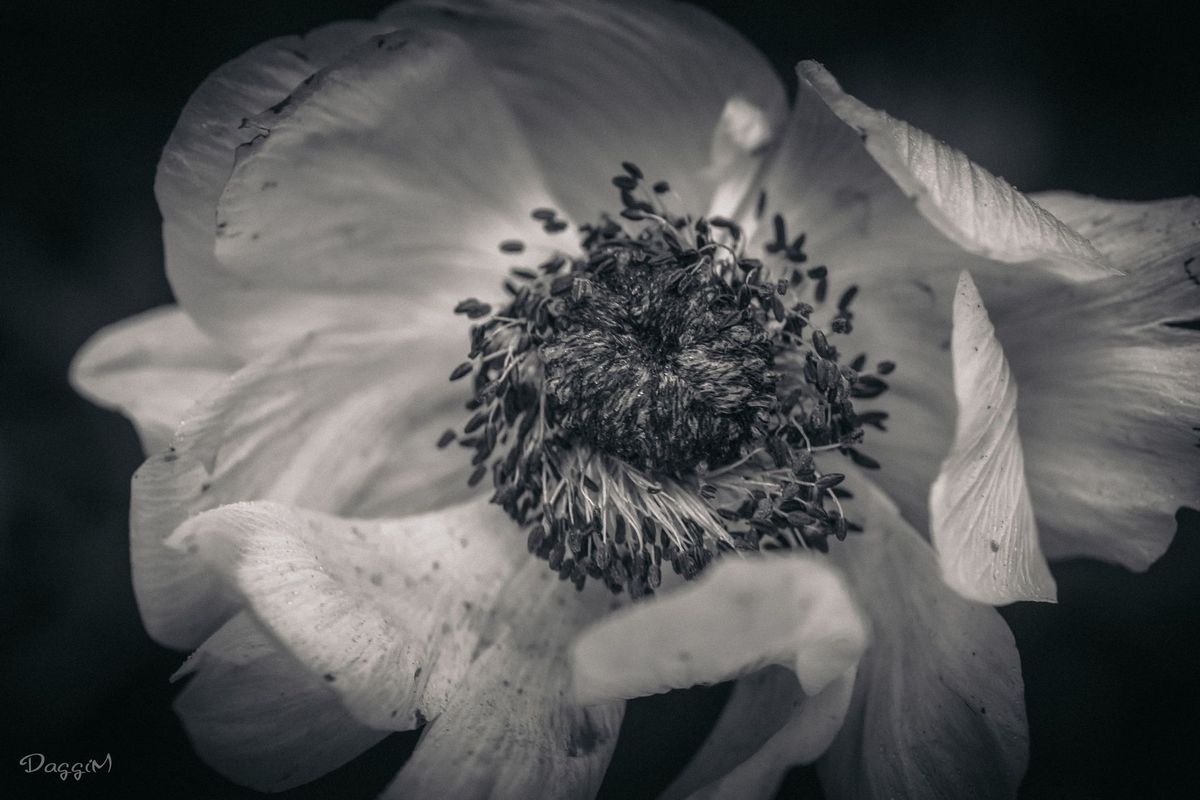 GuruShots - Monochrome Moments Jan 26