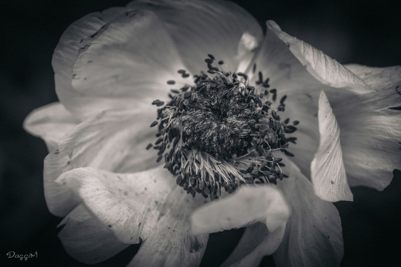 GuruShots - Monochrome Moments Jan 26