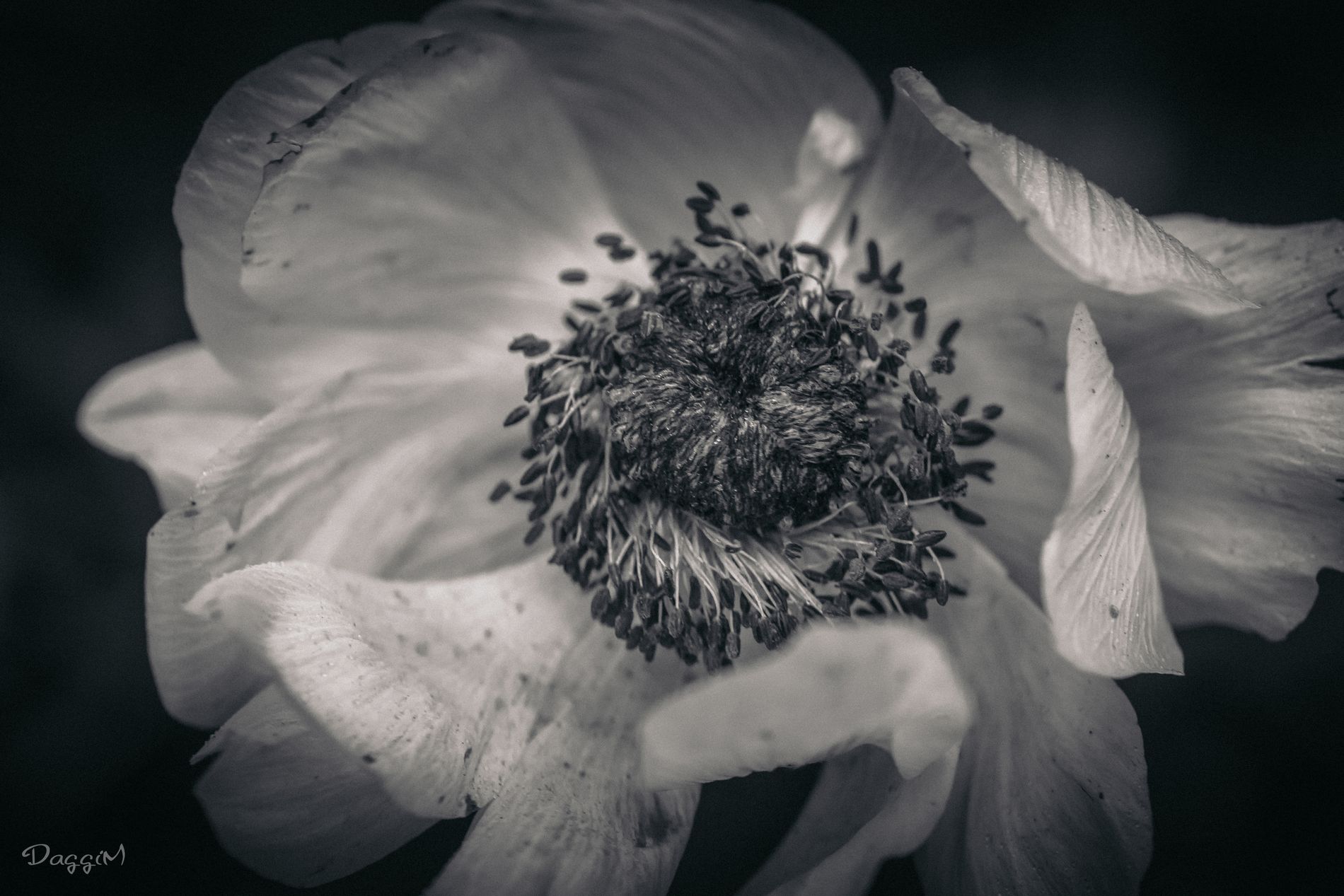 GuruShots - Monochrome Moments Jan 26