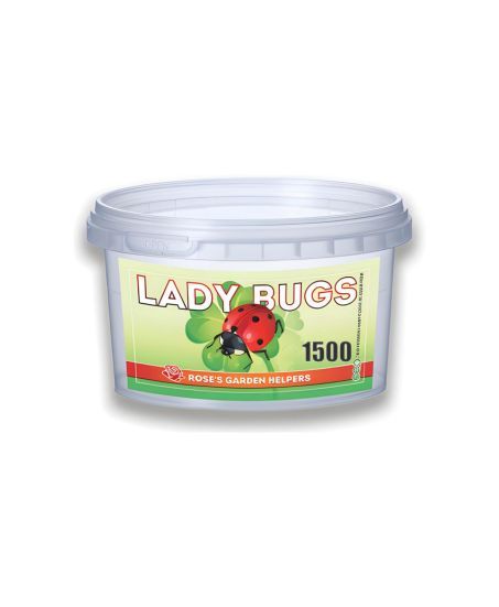 1500 Live Ladybugs Hippodamia Convergens
