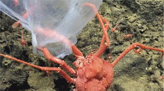 A deep-sea crab (Paralomis) scavenges the carcass of the jellyfish Deepstaria.