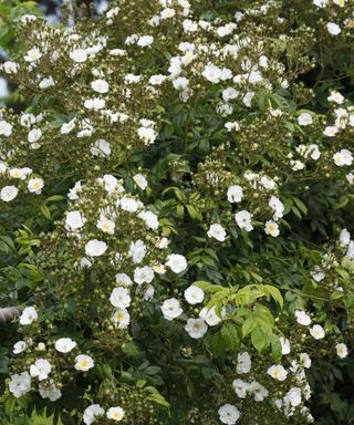 White rambling roses