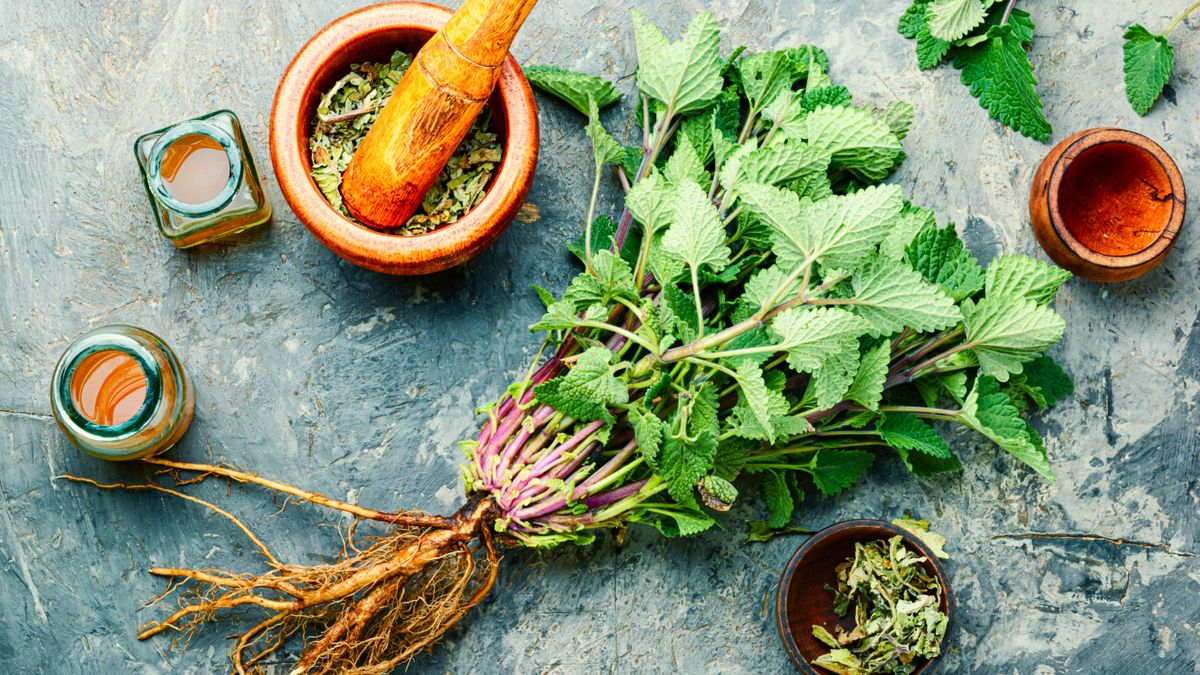 9 plants that repel spiders and keep them from coming into your home