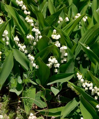 Queen's favourite flower lily of the valley