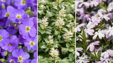 composite image of ground cover plants – aubretia, Japanese spurge, creeping phlox