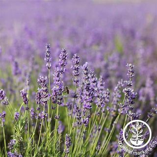 True Leaf Market lavender