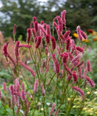 Dark and pale pink Sanguisorba flowers held on tall stems