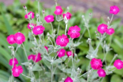 Pink Rose Campion Flowers