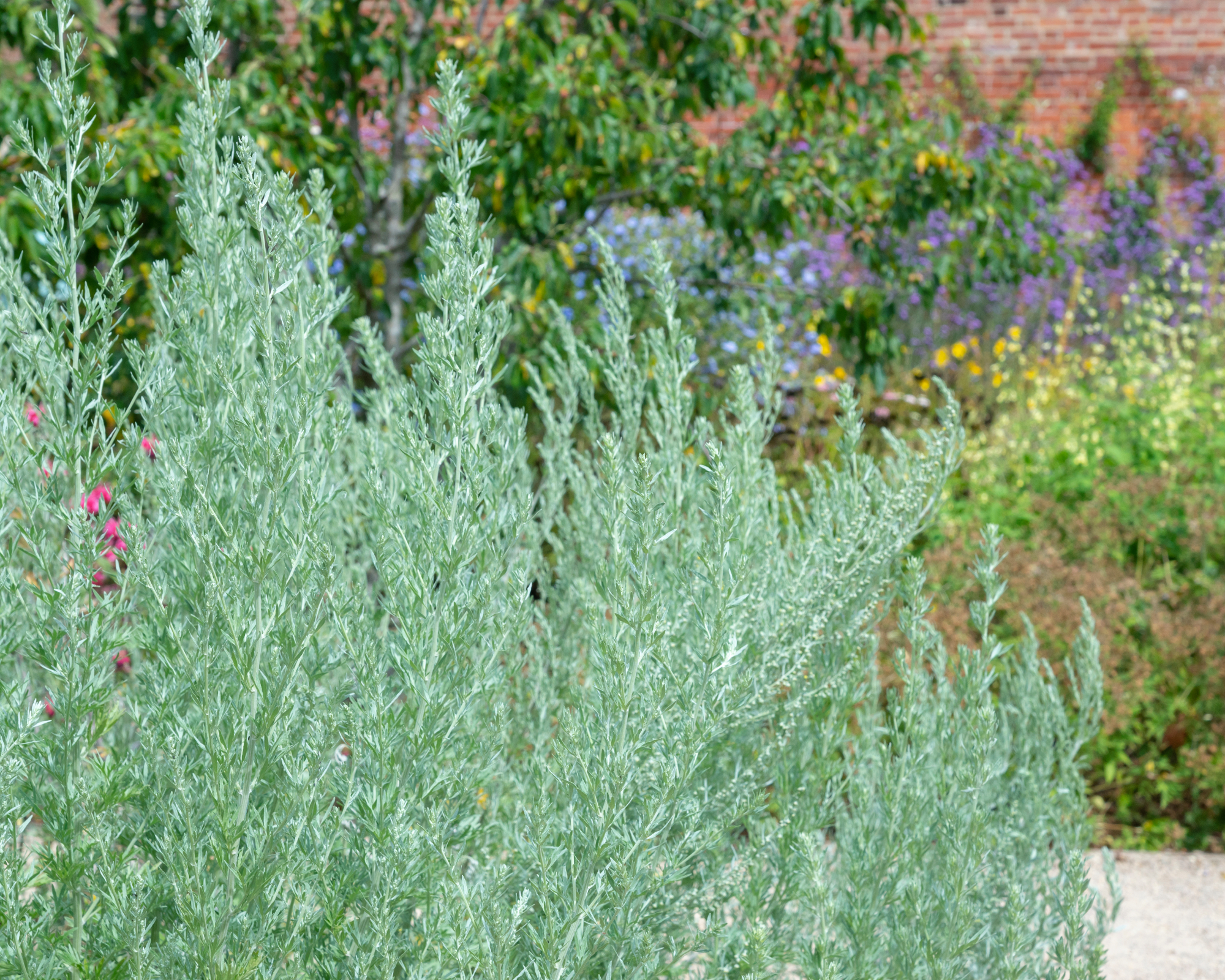 Wormwood plant