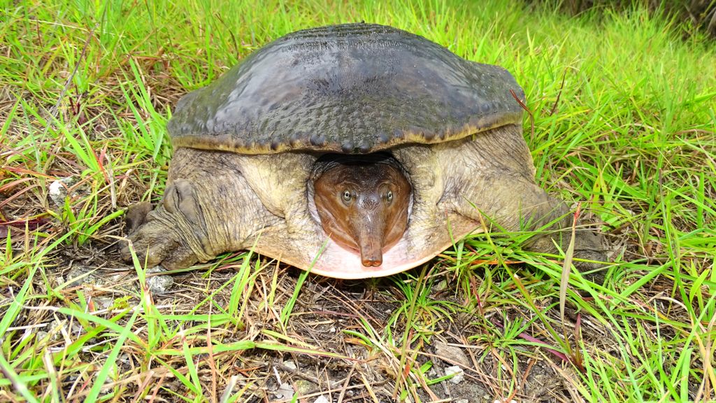 Weird and unusual animals you’ve not heard of before | PetsRadar