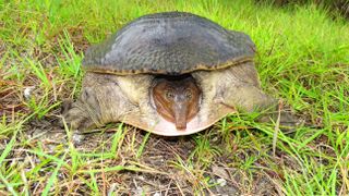 Florida Softshell Turtle