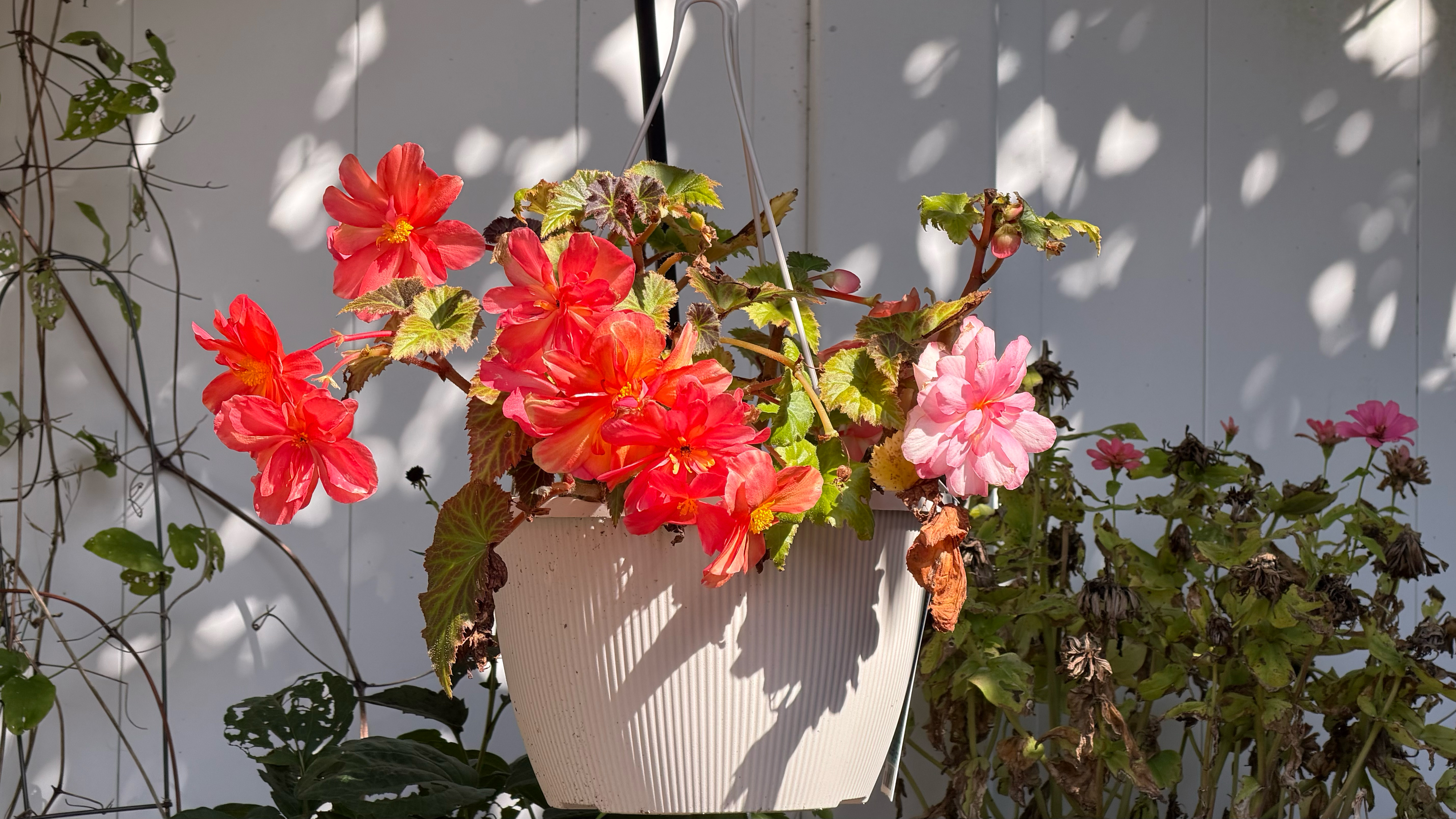 Apple iPhone 17 Pro Max vs Samsung Galaxy S25 Ultra photos