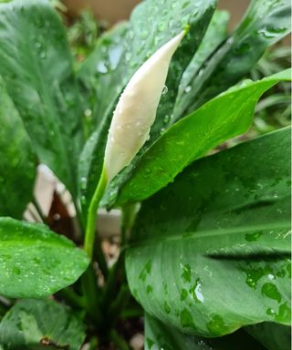 Water peace lily