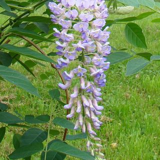 Light purple wisteria flowers