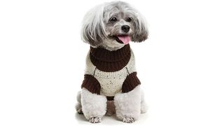 Dog wearing sweater