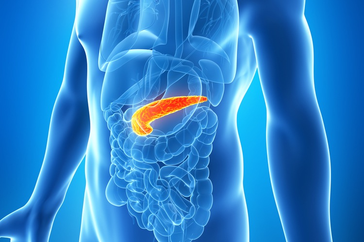 human pancreas diagram