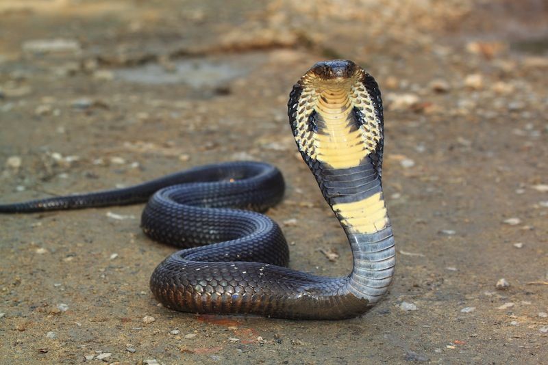 A king cobra snake raises its head.