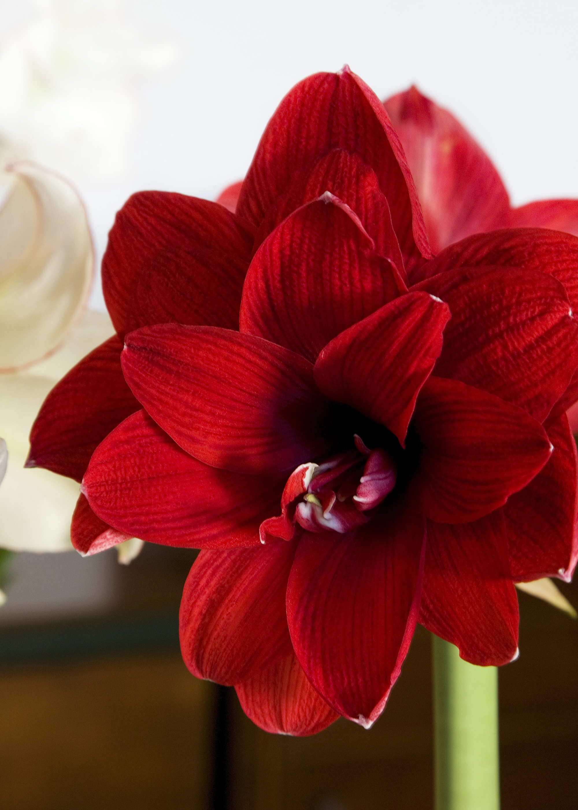 A close-up of a red amaryllis flower