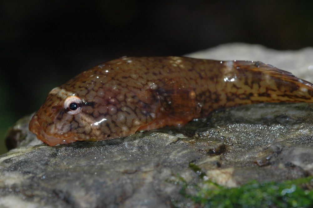 Clingfish on a rock