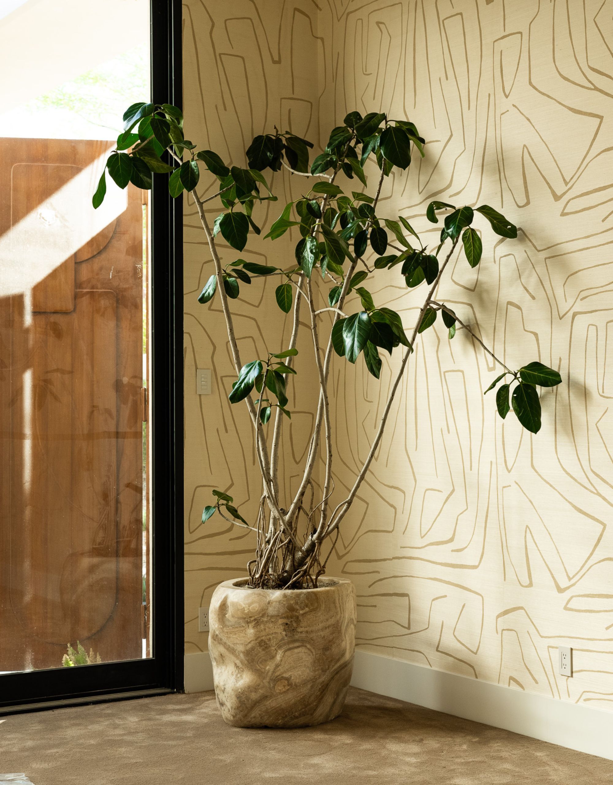 A ficus audrey plant styled by the plant daddies in the corner of a space with abstract cream wallpaper and black-framed glass doors leading outside
