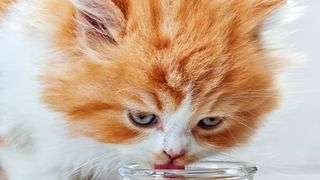 A cat drinking water