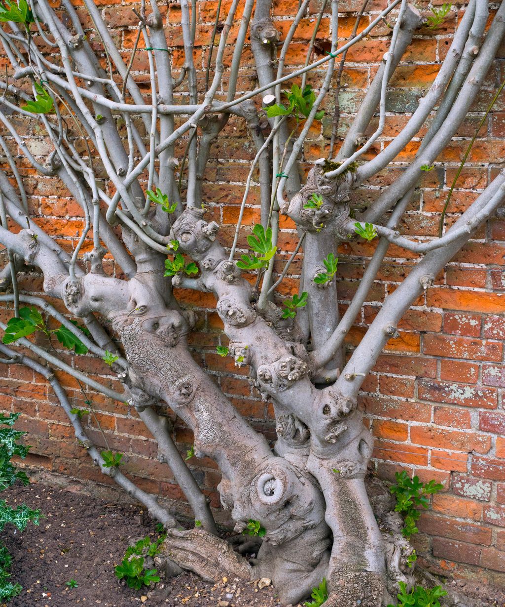 How to grow figs expert tips on planting, growing and harvesting