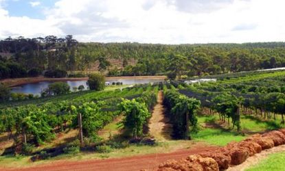 A western Australia wine vineyard: Australian grapes are ripening earlier thanks to warmer temperatures which is creating sweeter regional wines. 