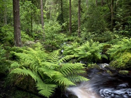 Ferns at Wyming brook, Sheffield.