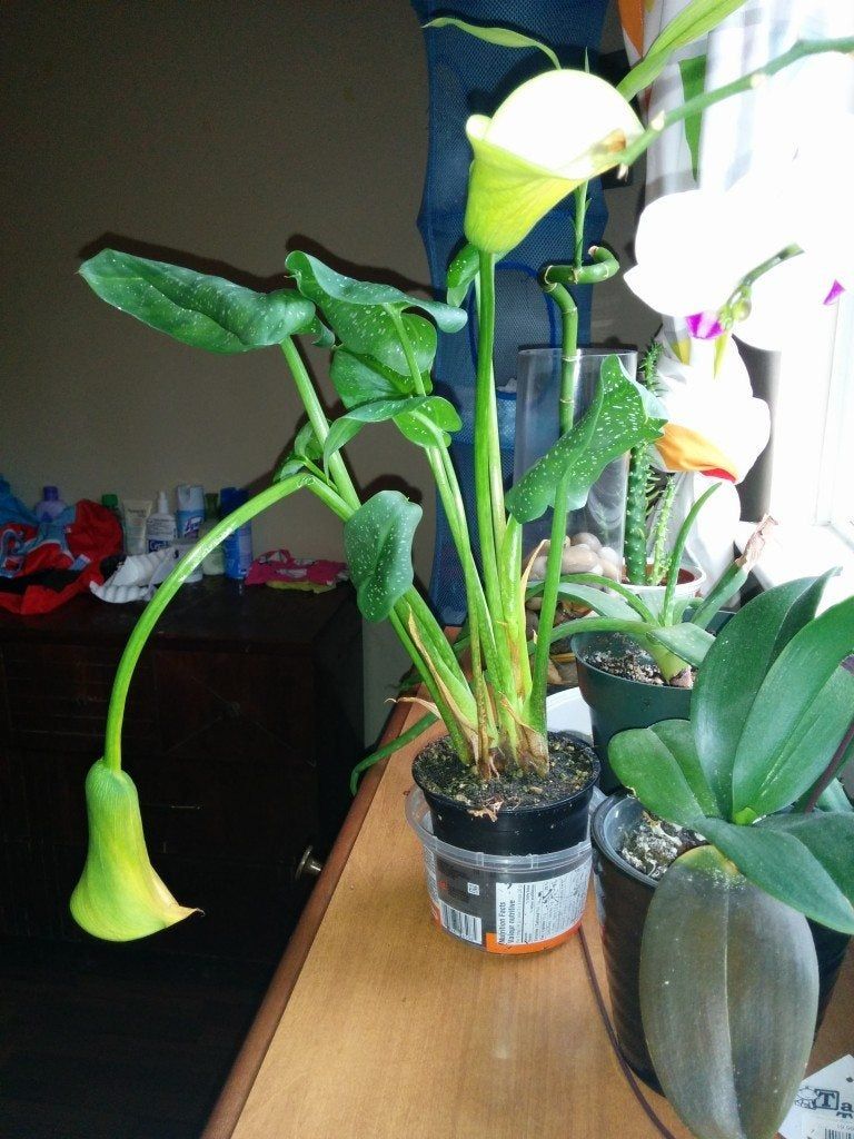 Drooping Calla Lilies How To Fix Calla Lily Flower Droop Gardening