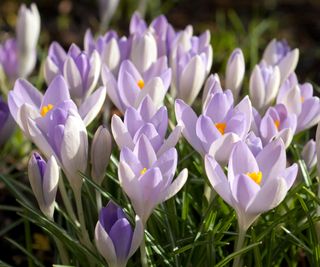 Crocus tommasinianus, Dutch crocus