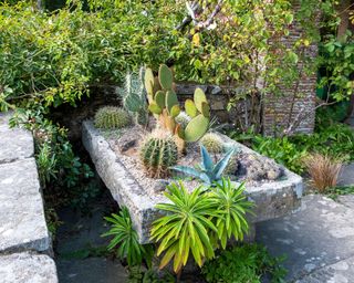 Cacti in a stone tough