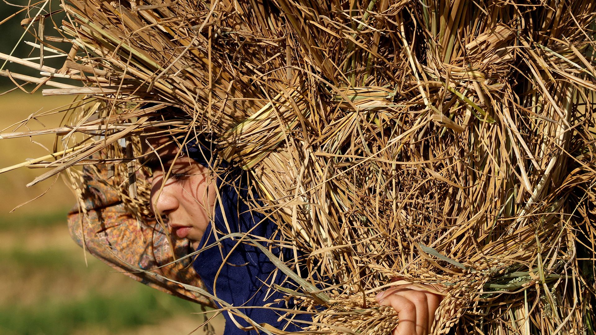 A young woman carries a bale of harvested paddy rice on the outskirts of Srinagar, Indian-administered Kashmir