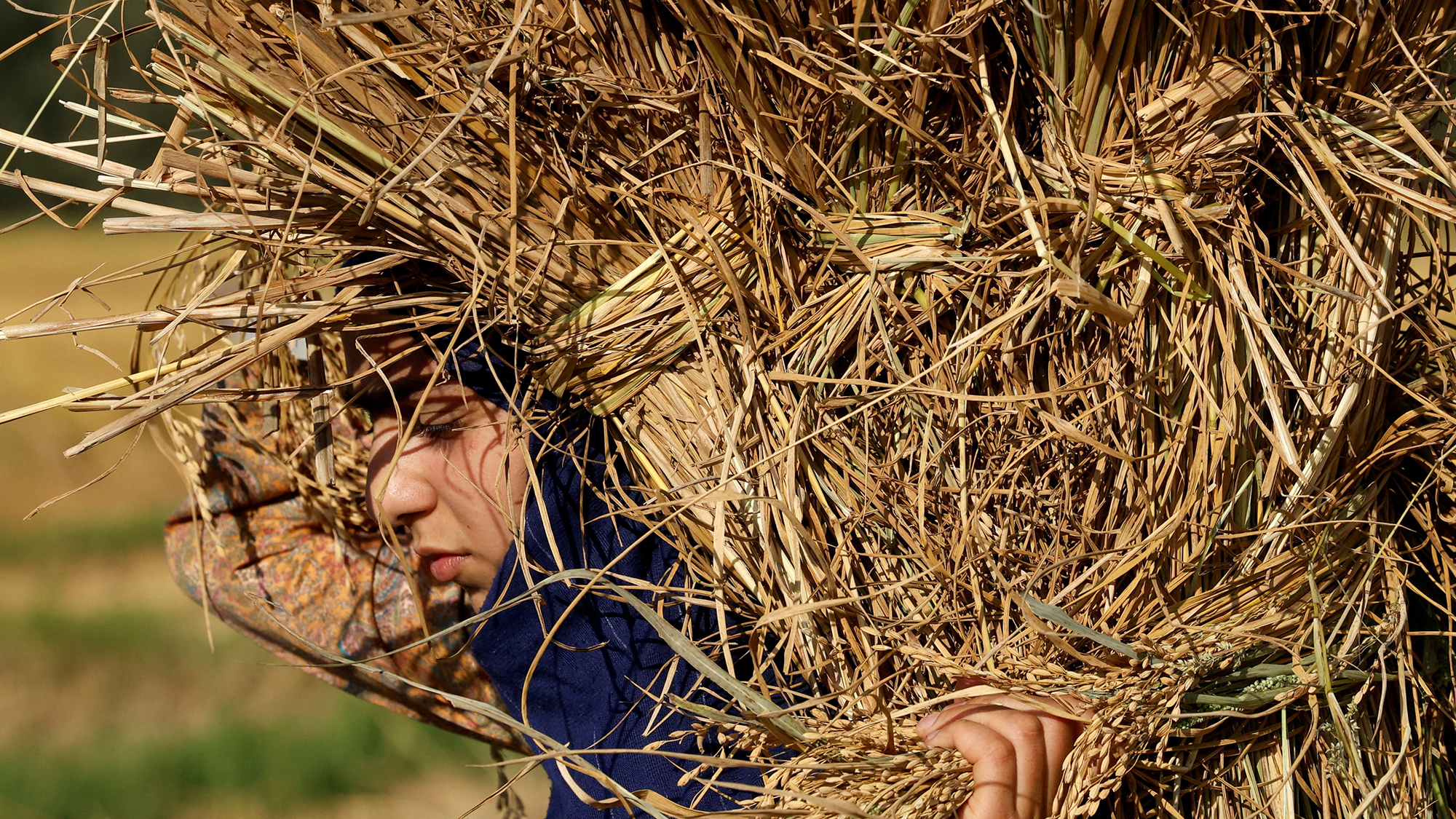 A young woman carries a bale of harvested paddy rice on the outskirts of Srinagar, Indian-administered Kashmir