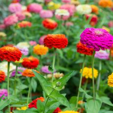 zinnias in garden border