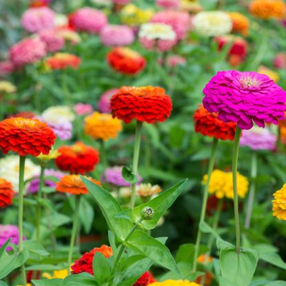 zinnias in garden border