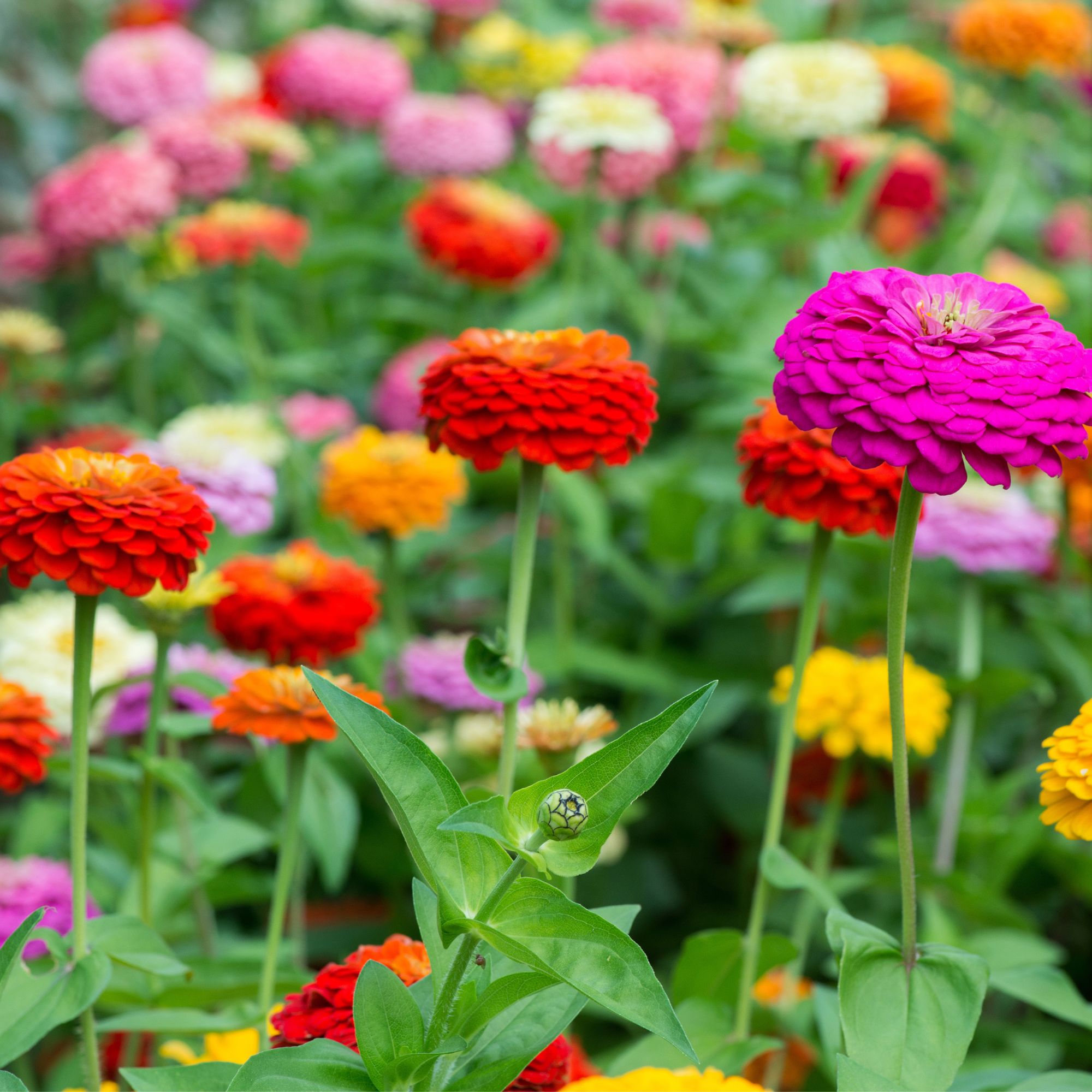 zinnias in garden border