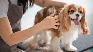 How to clean a dog brush