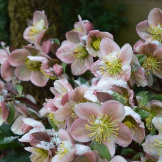 Pink hellebores covered in snow