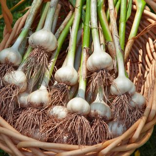 harvested garlic bulbs in a wicker basket