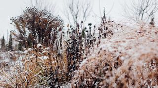 flowerbed plants in winter