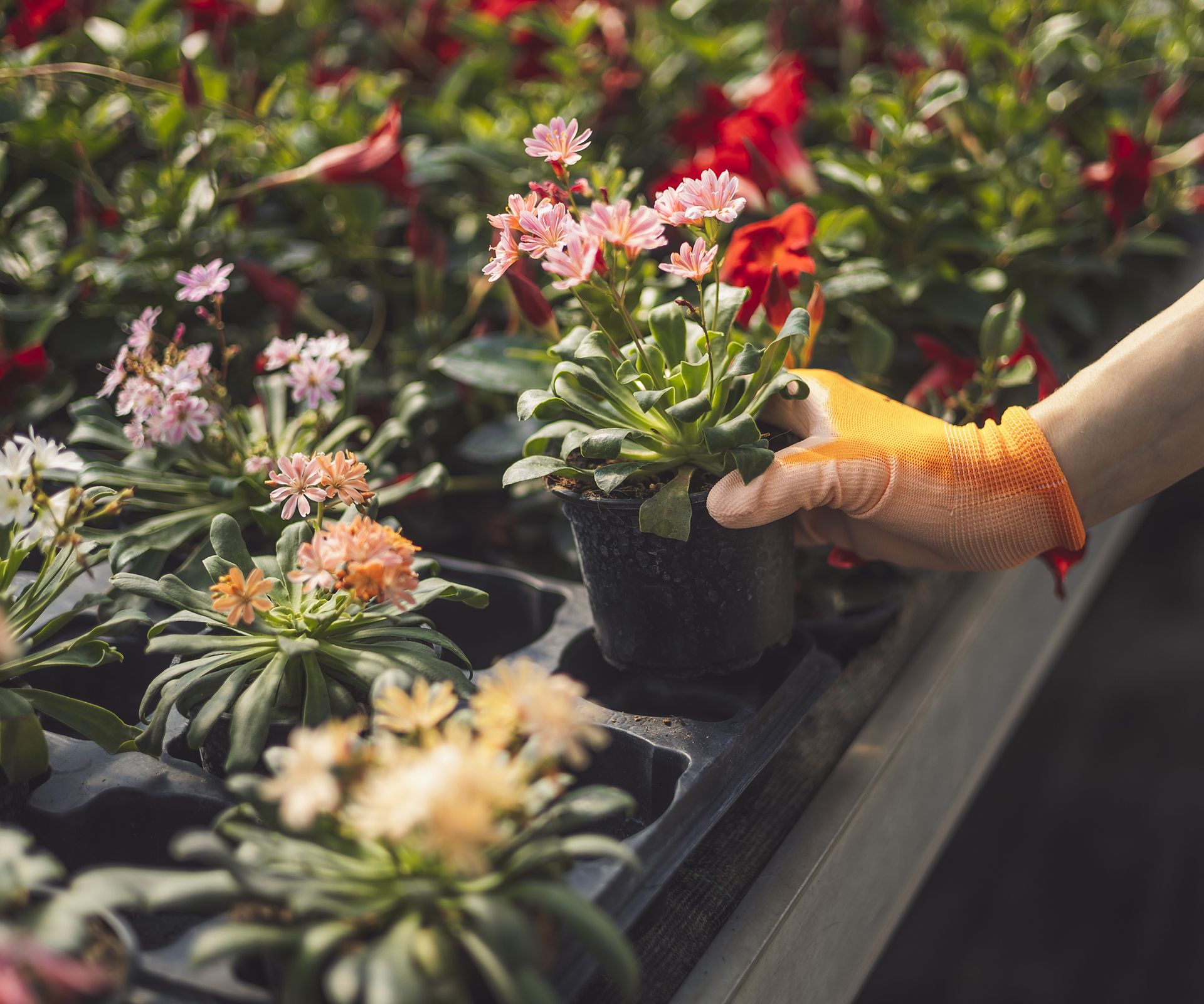 Florist picking out the prettiest flower from the nursery