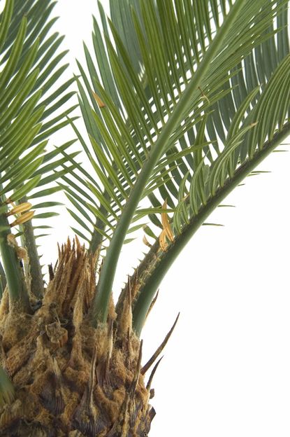 Large Sago Palm Plant