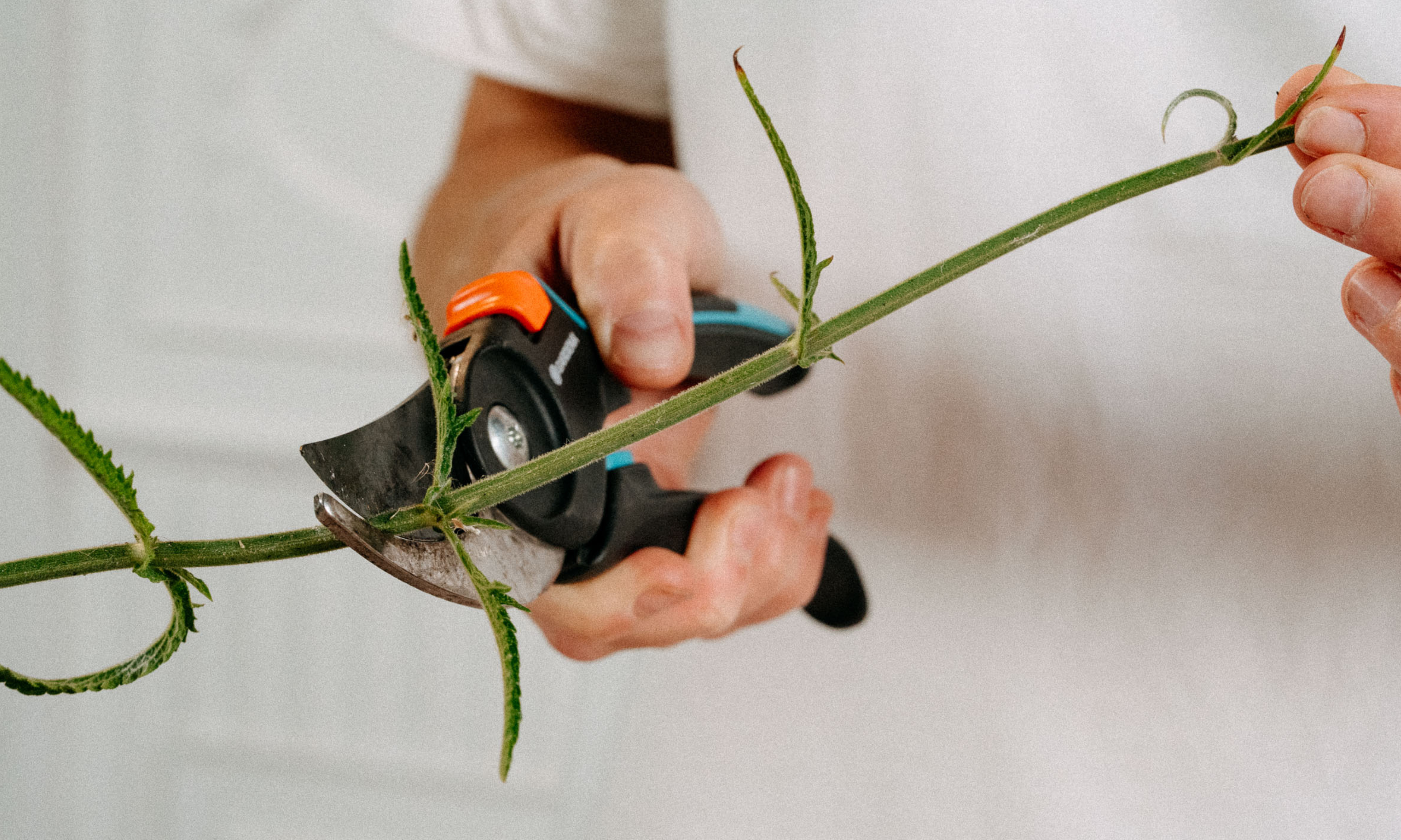 Pruning shears cutting a Verbena bonariensis stem