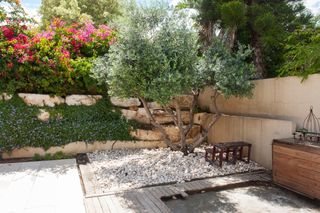 An olive tree growing in a backyard