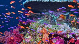 an underwater scene of colorful corals of pink and blue and purple and green with many small fish, some orange, some purple, all swimming to the left.