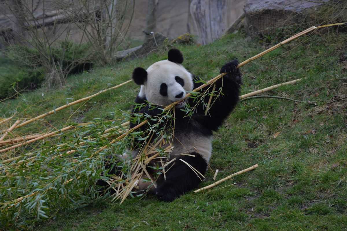 A ZooParc de Beauval panda having a bamboo meal