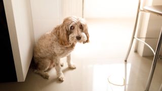Incontinence in dogs: a dog by a puddle of pee
