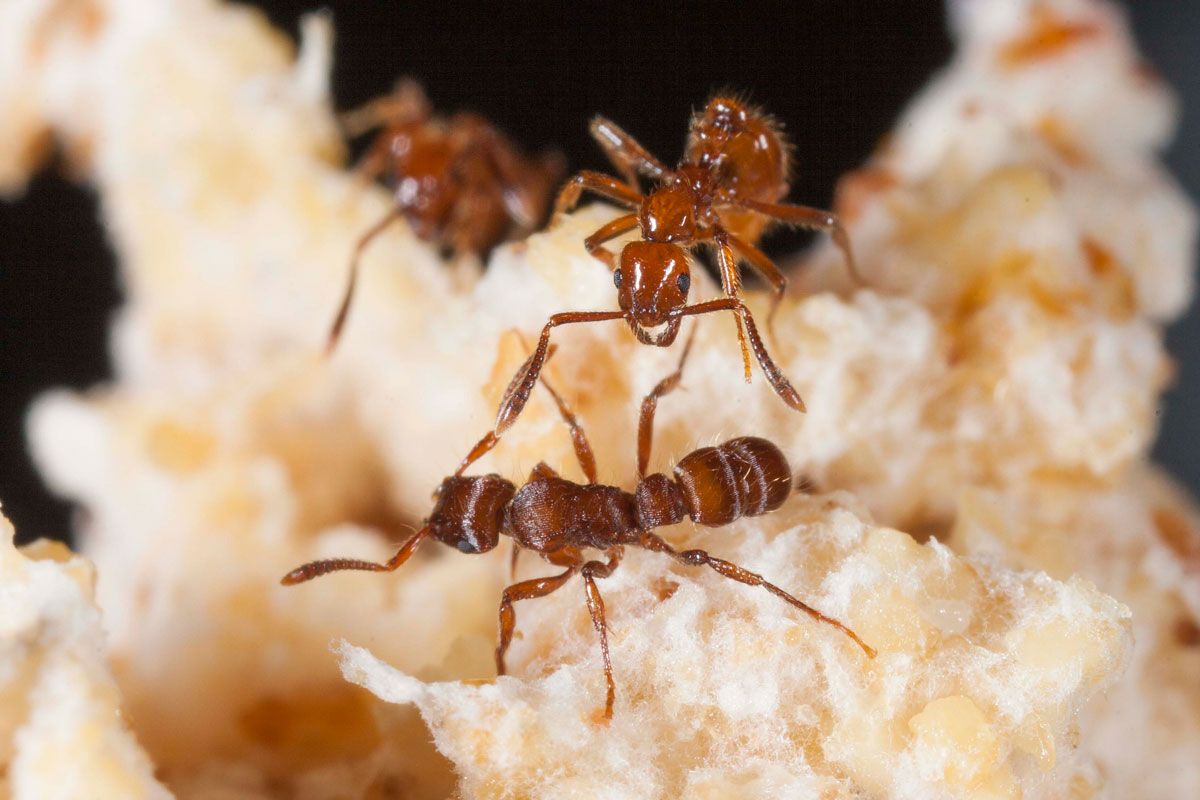 &lt;em&gt;Megalomyrmex symmetochus&lt;/em&gt; guest ant parasite (top) confronts the &lt;em&gt;Gnamptogenys hartmani&lt;/em&gt; raider ant (bottom). 