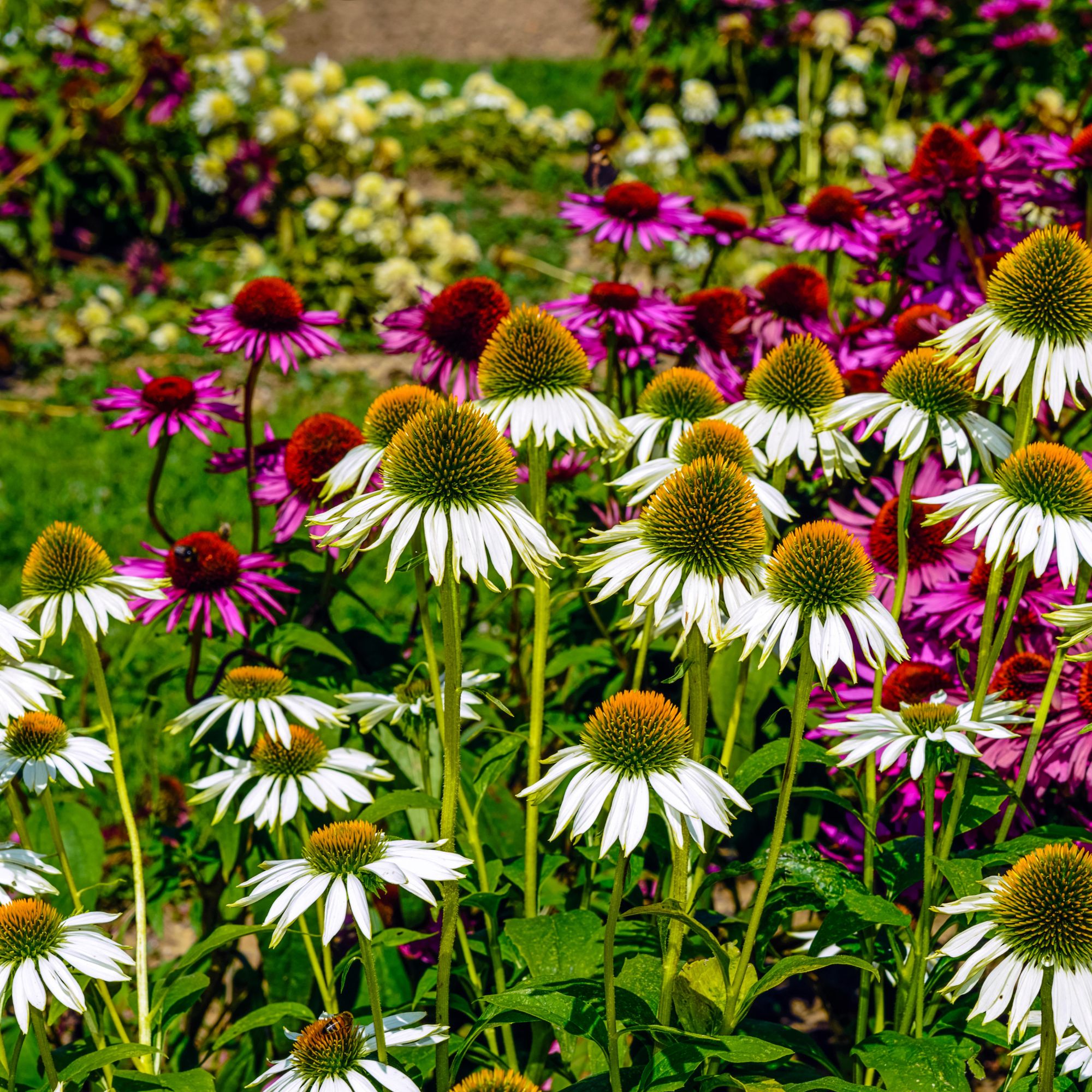 Flower bed with echinaceas